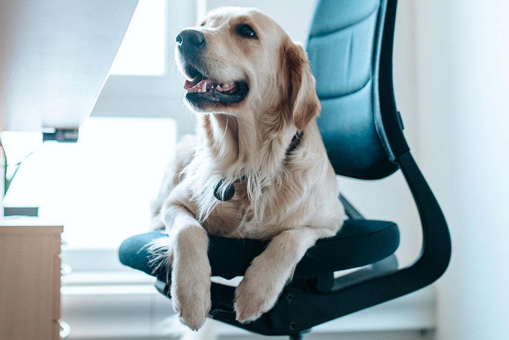 Hund liegt auf einem Bürostuhl
